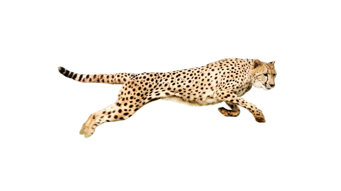 Open Box Deals – The Speedy Cheetah